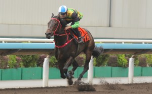 Mapogo wins his most recent trial at Sha Tin impressively with Hugh Bowman aboard. Photos: Kenneth Chan