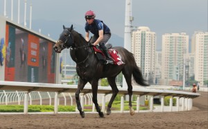 Comanche Brave gallops at Sha Tin on Tuesday. Photos: Kenneth Chan
