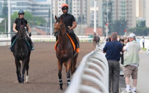 Docklands (right) and Royal Champion at Sha Tin on Wednesday. Photos: Kenneth Chan