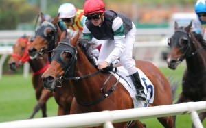 La Forza, ridden by Zac Purton, wins at Sha Tin. Photos: Kenneth Chan