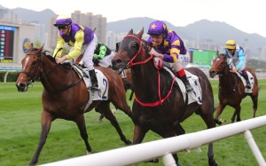 Stellar Express (near) wins at Sha Tin. Photos: Kenneth Chan