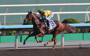 Bustling City hoses up at Sha Tin last month. Photos: Kenneth Chan
