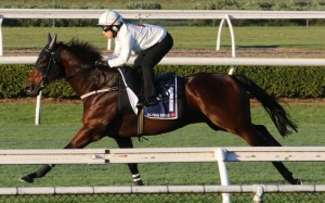 Ka Ying Rising gallops at Canterbury Racecourse. Photo: HKJC