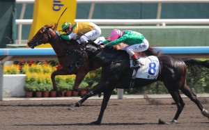 Bustling City (inside) is run down late by Kempes to finish second last start at Sha Tin. Photos: Kenneth Chan
