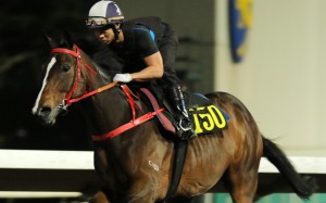 BMW Hong Kong Derby favourite Waikuku gallops on the Sha Tin all-weather track for the first time in two weeks on Thursday morning. Photos: Kenneth Chan