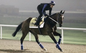 Southern Legend canters in the fog at Meydan on Friday morning. Photos: Kenneth Chan