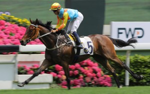 Ka Ying Star salutes at Sha Tin last month. Photos: Kenneth Chan