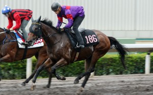 Fight Hero trials at Sha Tin last month. Photos: Kenneth Chan