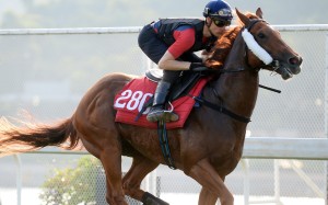 Blake Shinn gallops Styling City at Sha Tin on Thursday morning. Photos: Kenneth Chan