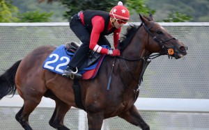 Trainer Douglas Whyte gallops General’s Delight at Sha Tin ahead of Sunday’s debut. Photos: Kenneth Chan