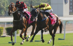 Southern Legend and Time Warp go head-to-head in Sunday’s Group Three Sa Sa Ladies’ Purse at Sha Tin. Photos: Kenneth Chan