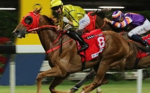Neil Callan wins at Happy Valley this season. Photos: Kenneth Chan