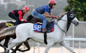 The Weatherman gallops at Sha Tin. Photos: Kenneth Chan