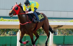Winning Method trials on the Sha Tin all-weather track under Grant van Niekerk. Photos: Kenneth Chan