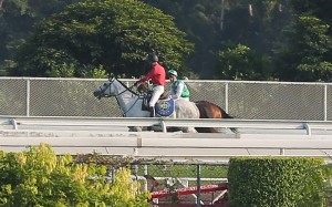 Pakistan Star is attended to after stopping mid-race. Photos: Kenneth Chan
