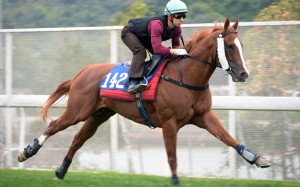 Matthew Chadwick gallops John Moore’s Stronger at Sha Tin on Monday. Photos: Kenneth Chan