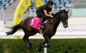 Macau galloper Sacred Capital works at Sha Tin in October. Photos: Kenneth Chan