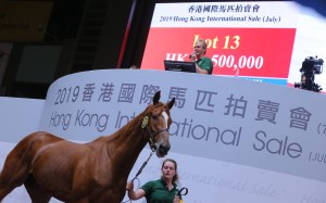 A horse goes through the Hong Kong International Sale in July. Photos: Kenneth Chan