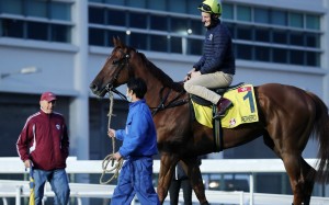 John Moore looks over Aethero after trackwork in December. Photos: Kenneth Chan