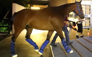 Monday’s shipment of horses is the first to arrive in Hong Kong since March 13. Photos: Kenneth Chan