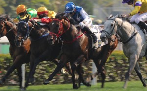 Super Oasis (blue silks) produces his best Hong Kong performance, a shorthead fourth at Sha Tin in February. Photos: Kenneth Chan