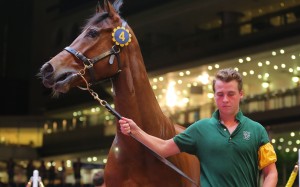 A horse goes under the hammer at the Hong Kong International Sale in 2019. Photos: Kenneth Chan