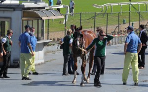 Apolar Warrior is captured after running through the rail and a fence at Sha Tin on Sunday. Photos: Kenneth Chan