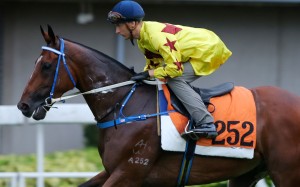 Blake Shinn heads out to trial Southern Legend on Tuesday morning. Photos: Kenneth Chan