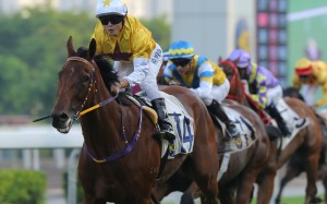 Not Usual Talent wins at Sha Tin. Photos: Kenneth Chan