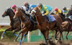 Beauty Day (left), Lobo’s Legend (middle) and Maximus (right) hit the line in a barrier trial on the all-weather track at Sha Tin. Photos: Kenneth Chan