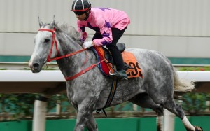 Joao Moreira trials Hot King Prawn at Sha Tin. Photos: Kenneth Chan