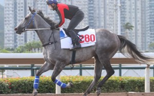 Classique Legend works quietly on the Sha Tin all-weather track. Photos: Kenneth Chan