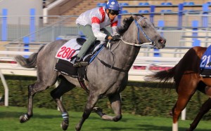 Classique Legend trials under Vincent Ho at Sha Tin on Tuesday morning. Photos: Kenneth Chan