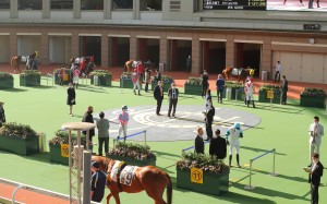 Horses parade in an empty Sha Tin paddock ahead of the races. Photos: Kenneth Chan