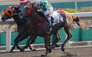 Alfred Chan lifts Golfman Star past Happy Tango at Sha Tin on Sunday. Photos: Kenneth Chan