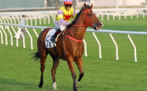 Ping Hai Bravo returns after winning at Sha Tin this season. Photos: Kenneth Chan
