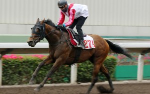 Tony Piccone trials Congratulation at Sha Tin on Tuesday morning. Photos: Kenneth Chan