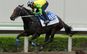 Sky Darci trials under Joao Moreira at Sha Tin on Friday morning. Photos: Kenneth Chan