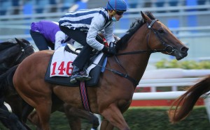 Chad Schofield rides Seasons Bliss in a barrier trial earlier this year. Photo: Kenneth Chan