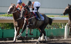 Courier Wonder wins a trial at Sha Tin on Tuesday morning. Photos: Kenneth Chan