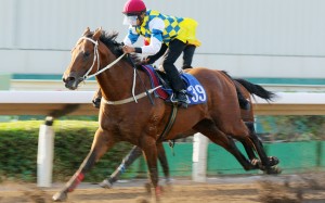 Karis Teetan trials Computer Patch last season. Photos: Kenneth Chan