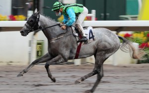 Silver Fig hits the line to win at Class Two level on Sunday. Photos: Kenneth Chan