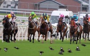 Horses race on a good track late on Sunday’s Sha Tin card. Photos: Kenneth Chan