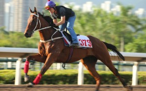 The Golden Scenery gallops at Sha Tin last month. Photos: Kenneth Chan