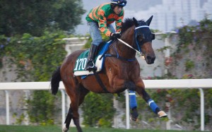 Rocket Spade gallops at Sha Tin. Photo: Kenneth Chan