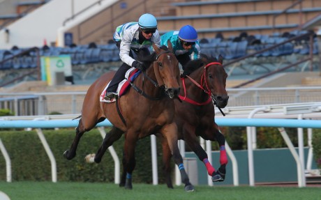 Voyage Bubble (left) leads home Romantic Warrior at the Sha Tin trials. Photos: Kenneth Chan