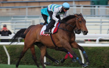 Voyage Bubble fends off Romantic Warrior to win a Sha Tin trial last week. Photos: Kenneth Chan