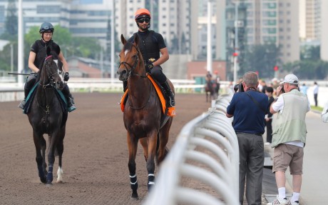 Docklands (right) and Royal Champion at Sha Tin on Wednesday. Photos: Kenneth Chan