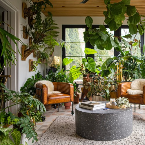 Is plant styling the next big interior trend? Instagram and Pinterest made  the humble house plant part of every hipster's dream decor  experts pick 5  low-maintenance options to get you started |