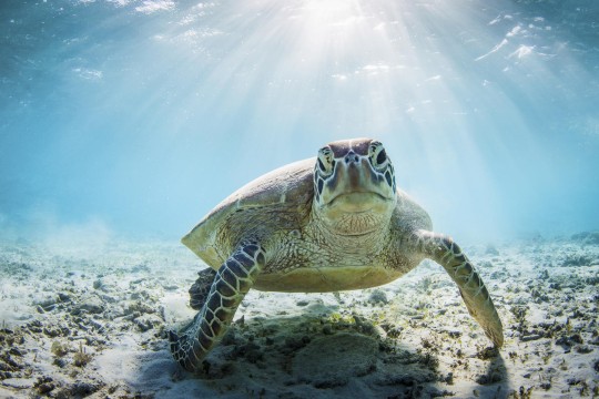 Épingle (pin) Tortue En Cristal Doré - Terrapin, Tortue De Mer, Style Plage
